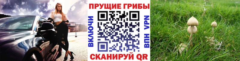 гидра онион  где купить наркотик  Ачхой-Мартан  Галлюциногенные грибы прущие грибы 